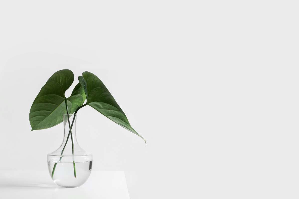 This is a minimalist-style photograph of an indoor plant with large, glossy leaves. The plant is placed in a small, clear vase and appears to be a type of Monstera deliciosa, which is commonly known as the Swiss cheese plant due to its distinctive leaf pattern. The background is a neutral gray color, emphasizing the subject.